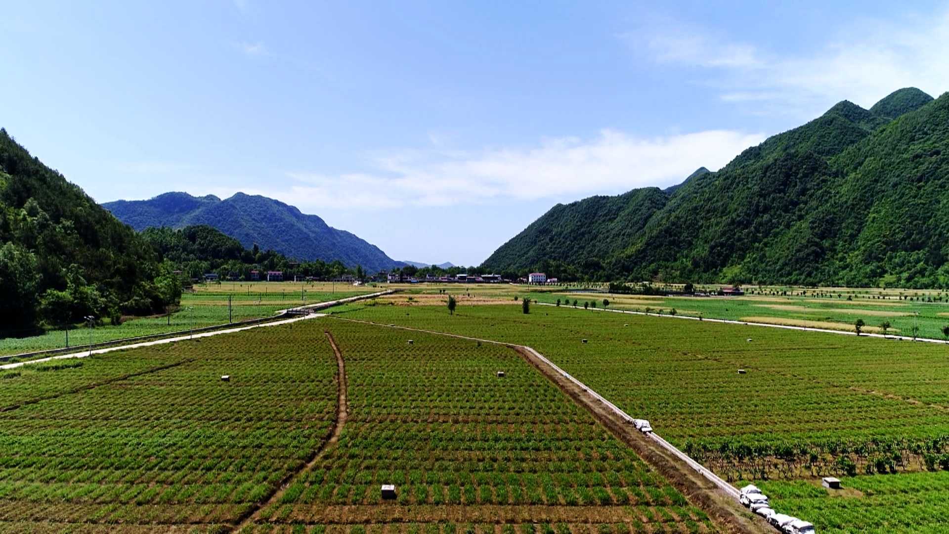 陜西鎮巴縣：白芨花開致富路