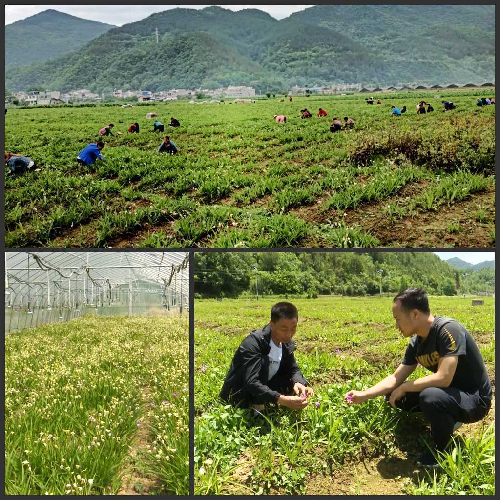 陜西鎮巴縣：白芨花開致富路