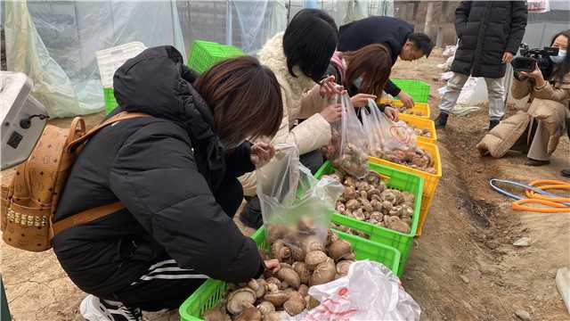 【新春走基層】留壩青崗坪村：黨員干部帶頭食用菌產業  鼓起村民“錢袋子”