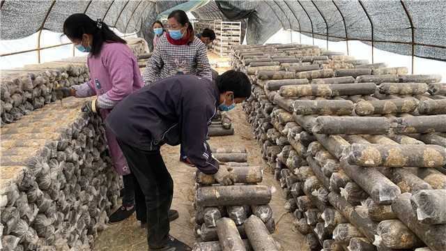 【新春走基層】留壩青崗坪村：黨員干部帶頭食用菌產業  鼓起村民“錢袋子”