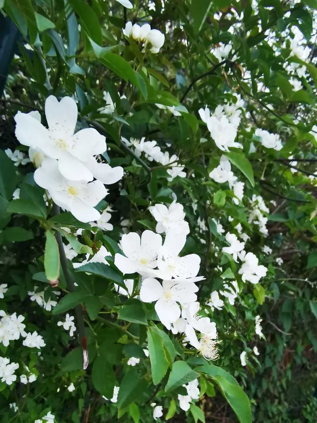 顏值滿分，漢中這里的薔薇花開啦