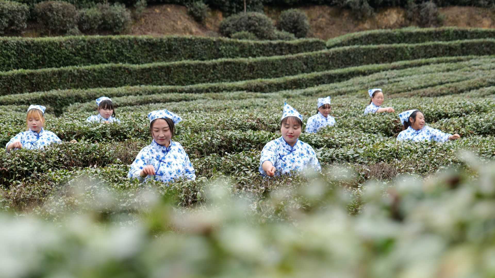 漢中城固首屆茶農(nóng)豐收節(jié)暨山花茶業(yè)開園啟動儀式順利舉行