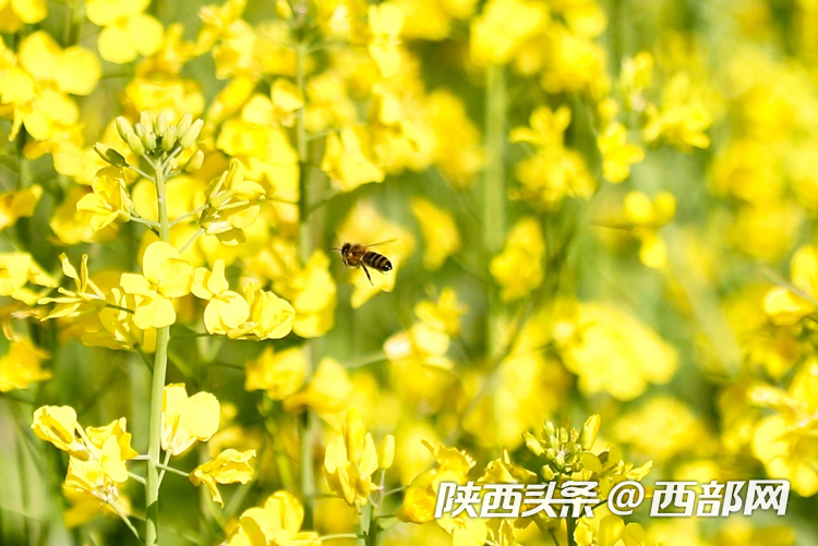 生態高顏值·發展高質量｜油菜花、牡丹花、黑稻田 漢中洋縣有機產業有自己的“三原色”