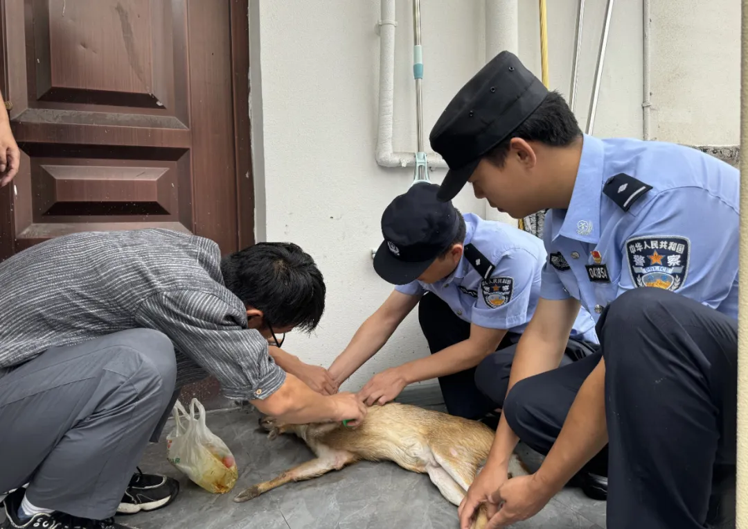 漢中成功救助一只重點保護動物小麂