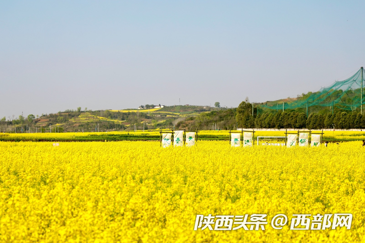 生態高顏值·發展高質量｜油菜花、牡丹花、黑稻田 漢中洋縣有機產業有自己的“三原色”