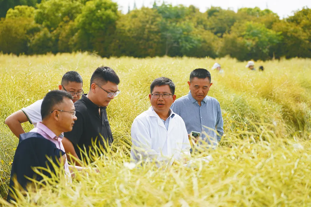 中國油菜的“漢中芯”！探尋背后硬核→